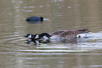 Canada geese