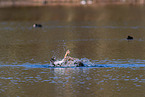 Canada goose