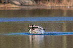 Canada goose
