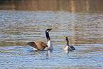 Canada geese