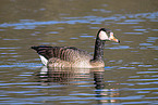 Canada goose