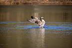 Canada goose