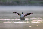 Canada goose