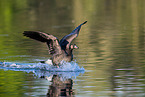 Canada goose