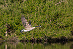 Canada goose