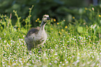 Canada goose