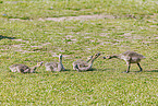 Canada geese