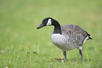 Canada goose