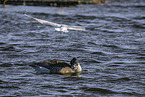 Canada goose