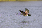 Canada goose