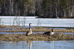 Canada geese