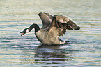Canada goose