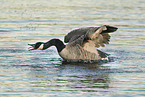 Canada goose