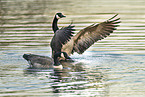Canada goose
