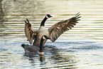 Canada goose