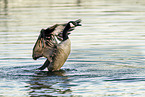 Canada goose