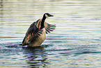 Canada goose