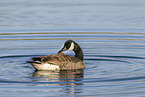 Canada goose