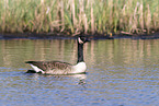 Canada goose