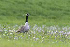 Canada goose