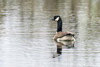 Canada goose