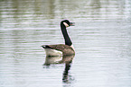Canada goose