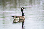 Canada goose