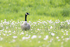 Canada goose