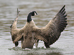 canada goose