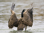 canada goose