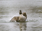 canada goose