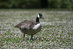 Canada goose
