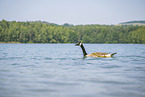 Canada goose