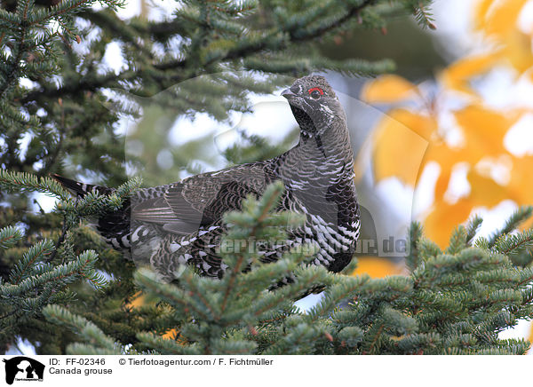 Tannenhuhn / Canada grouse / FF-02346