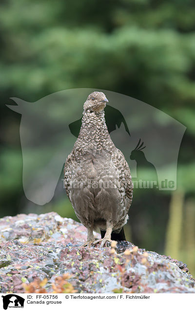 Tannenhuhn / Canada grouse / FF-05756