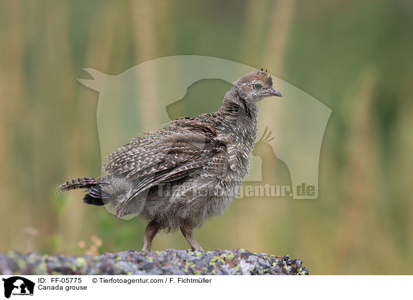 Tannenhuhn / Canada grouse / FF-05775