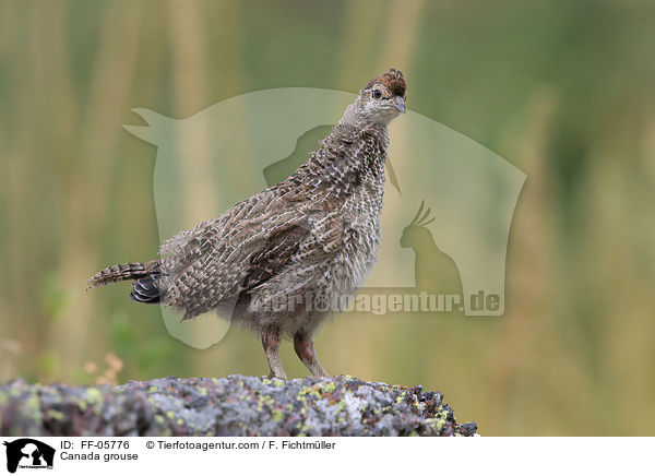 Tannenhuhn / Canada grouse / FF-05776