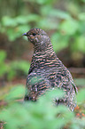 Canada grouse