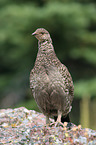 Canada grouse