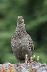 Canada grouse