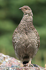 Canada grouse