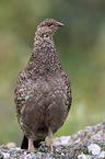 Canada grouse