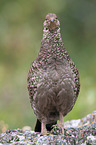 Canada grouse