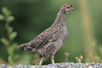 Canada grouse