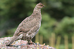 Canada grouse