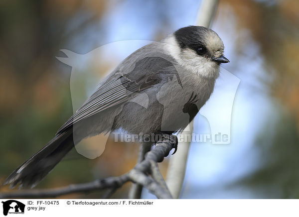 grey jay / FF-10475