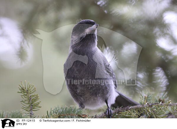 Meisenhher / grey jay / FF-12415