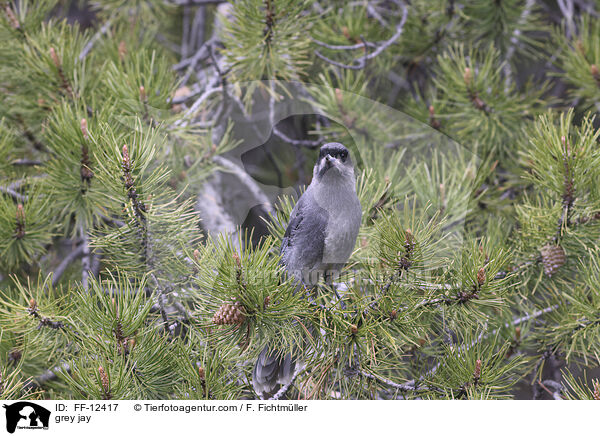 grey jay / FF-12417