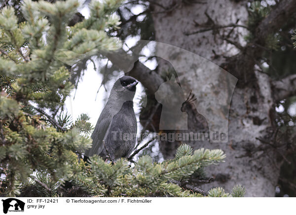 Meisenhher / grey jay / FF-12421