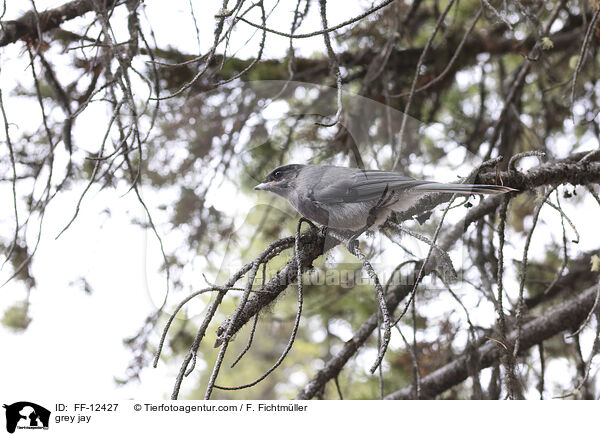 Meisenhher / grey jay / FF-12427